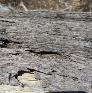 Papyrius sp (undescribed) at Jerrabomberra, NSW - 6 Nov 2019 01:35 PM