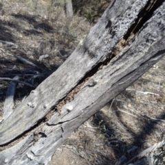 Papyrius sp (undescribed) (Hairy Coconut Ant) at Mount Jerrabomberra - 6 Nov 2019 by MattM