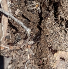 Papyrius sp (undescribed) at Jerrabomberra, NSW - 6 Nov 2019