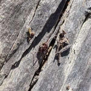 Papyrius sp (undescribed) at Jerrabomberra, NSW - 6 Nov 2019