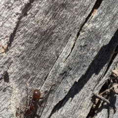 Papyrius sp (undescribed) at Jerrabomberra, NSW - 6 Nov 2019