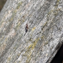 Papyrius sp (undescribed) at Jerrabomberra, NSW - 6 Nov 2019