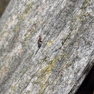 Papyrius sp (undescribed) at Jerrabomberra, NSW - 6 Nov 2019 01:43 PM