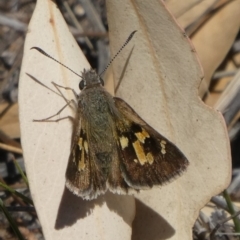 Trapezites phigalia (Heath Ochre) at Theodore, ACT - 6 Nov 2019 by owenh