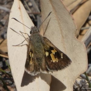 Trapezites phigalia at Theodore, ACT - 6 Nov 2019 10:44 AM