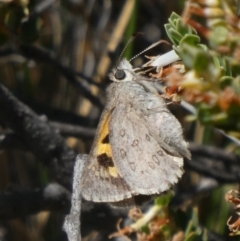 Trapezites phigalia at Theodore, ACT - 6 Nov 2019 10:44 AM