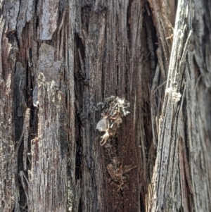 Papyrius sp (undescribed) at Jerrabomberra, NSW - 6 Nov 2019