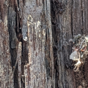 Papyrius sp (undescribed) at Jerrabomberra, NSW - 6 Nov 2019