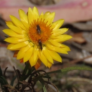 Xerochrysum viscosum at Red Hill, ACT - 2 Nov 2019 10:53 AM