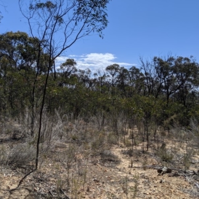 Acacia pycnantha (Golden Wattle) at Mount Jerrabomberra - 6 Nov 2019 by MattM