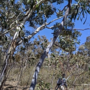 Acacia pycnantha at Jerrabomberra, NSW - 6 Nov 2019