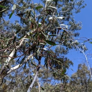 Acacia pycnantha at Jerrabomberra, NSW - 6 Nov 2019