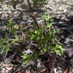 Grevillea ramosissima subsp. ramosissima (Fan Grevillea) at Jerrabomberra, NSW - 6 Nov 2019 by MattM