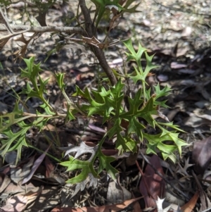 Grevillea ramosissima subsp. ramosissima at Jerrabomberra, NSW - 6 Nov 2019