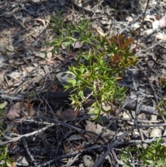 Grevillea ramosissima subsp. ramosissima (Fan Grevillea) at Jerrabomberra, NSW - 6 Nov 2019 by MattM