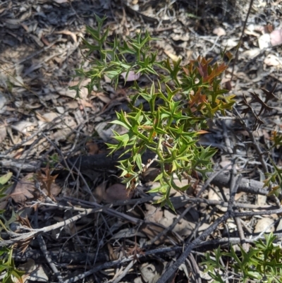 Grevillea ramosissima subsp. ramosissima (Fan Grevillea) at Mount Jerrabomberra QP - 6 Nov 2019 by MattM