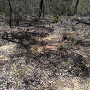 Grevillea ramosissima subsp. ramosissima at Jerrabomberra, NSW - 6 Nov 2019