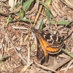 Synemon plana (Golden Sun Moth) at Griffith Woodland - 11 Nov 2019 by AlexKirk