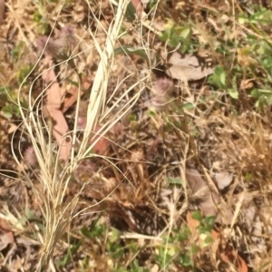 Anthosachne scabra at Griffith, ACT - 6 Nov 2019