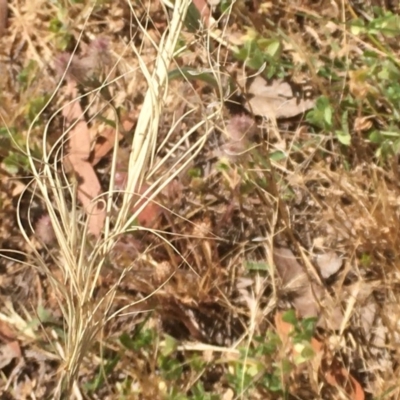 Anthosachne scabra (Common Wheat-grass) at Griffith Woodland - 6 Nov 2019 by AlexKirk