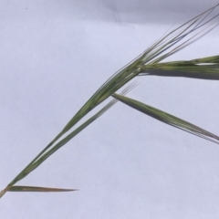 Anthosachne scabra at Griffith, ACT - 6 Nov 2019 01:32 PM