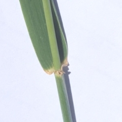 Anthosachne scabra at Griffith, ACT - 6 Nov 2019 01:32 PM