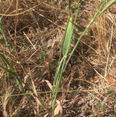 Anthosachne scabra at Griffith, ACT - 6 Nov 2019 01:32 PM