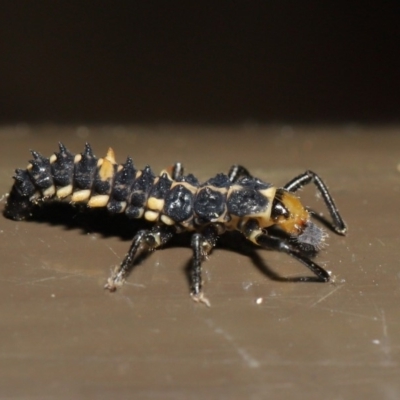 Cleobora mellyi (Southern Ladybird) at Acton, ACT - 5 Nov 2019 by TimL