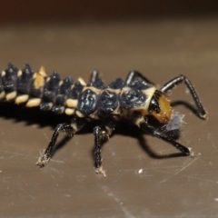 Harmonia conformis at Acton, ACT - 5 Nov 2019 01:11 PM