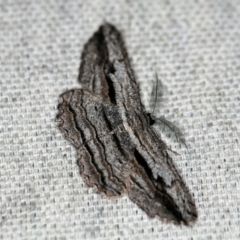Scioglyptis chionomera (Grey Patch Bark Moth) at O'Connor, ACT - 1 Nov 2019 by ibaird