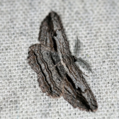 Scioglyptis chionomera (Grey Patch Bark Moth) at O'Connor, ACT - 1 Nov 2019 by ibaird