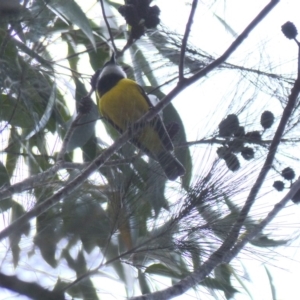 Pachycephala pectoralis at Black Range, NSW - 6 Nov 2019 01:21 PM