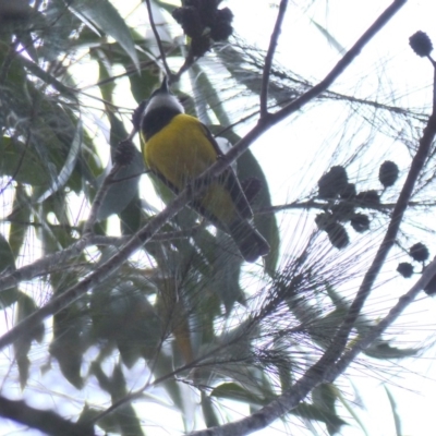 Pachycephala pectoralis (Golden Whistler) at Black Range, NSW - 6 Nov 2019 by MatthewHiggins