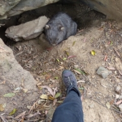 Vombatus ursinus (Common wombat, Bare-nosed Wombat) at Black Range, NSW - 6 Nov 2019 by MatthewHiggins