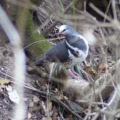 Leucosarcia melanoleuca (Wonga Pigeon) at Black Range, NSW - 6 Nov 2019 by MatthewHiggins