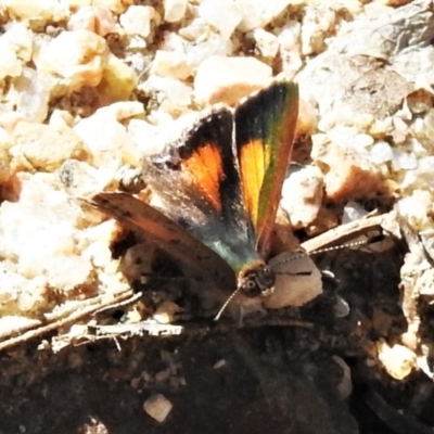 Paralucia aurifera (Bright Copper) at Tennent, ACT - 5 Nov 2019 by JohnBundock