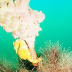 Hippocampus abdominalis (Bigbelly Seahorse) at Merimbula, NSW - 4 Nov 2019 by rickcarey