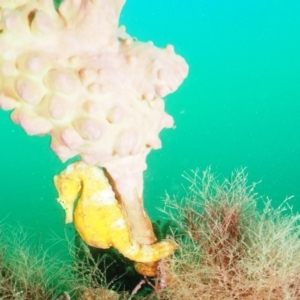 Hippocampus abdominalis at Merimbula, NSW - 4 Nov 2019