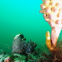 Hippocampus abdominalis at Merimbula, NSW - 4 Nov 2019 12:30 PM