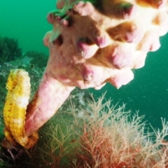 Hippocampus abdominalis at Merimbula, NSW - 4 Nov 2019 12:30 PM