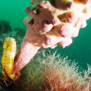 Hippocampus abdominalis at Merimbula, NSW - 4 Nov 2019 12:30 PM