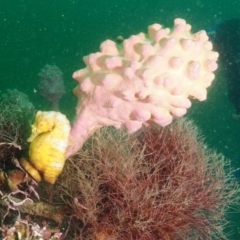 Hippocampus abdominalis at Merimbula, NSW - 4 Nov 2019