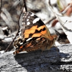 Vanessa kershawi (Australian Painted Lady) at Tennent, ACT - 6 Nov 2019 by JohnBundock