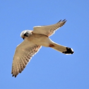 Falco cenchroides at Tharwa, ACT - 6 Nov 2019 02:50 PM