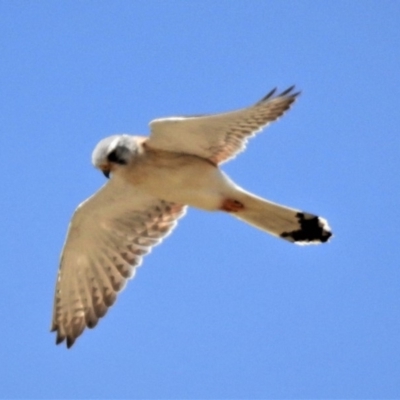 Falco cenchroides (Nankeen Kestrel) at Gigerline Nature Reserve - 6 Nov 2019 by JohnBundock