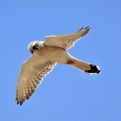 Falco cenchroides (Nankeen Kestrel) at Tharwa, ACT - 6 Nov 2019 by JohnBundock