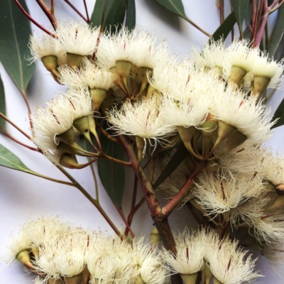 Eucalyptus sideroxylon (Mugga Ironbark) at Yarralumla, ACT - 13 Oct 2019 by ruthkerruish