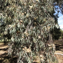 Eucalyptus sideroxylon at Yarralumla, ACT - 13 Oct 2019