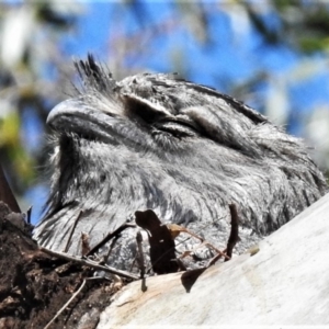 Podargus strigoides at Tharwa, ACT - 6 Nov 2019