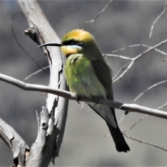 Merops ornatus (Rainbow Bee-eater) at Tharwa, ACT - 6 Nov 2019 by JohnBundock